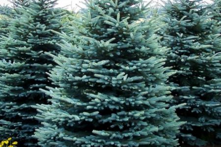 There’s Nothing Like a Real Christmas Tree